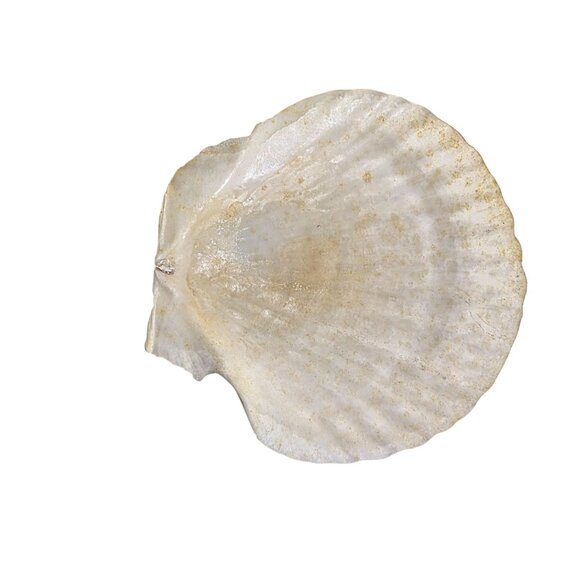 Set Of 7 White Scallop Seashells For Crafting Decor Or Beach-Themed Projects - Picture 14 of 16